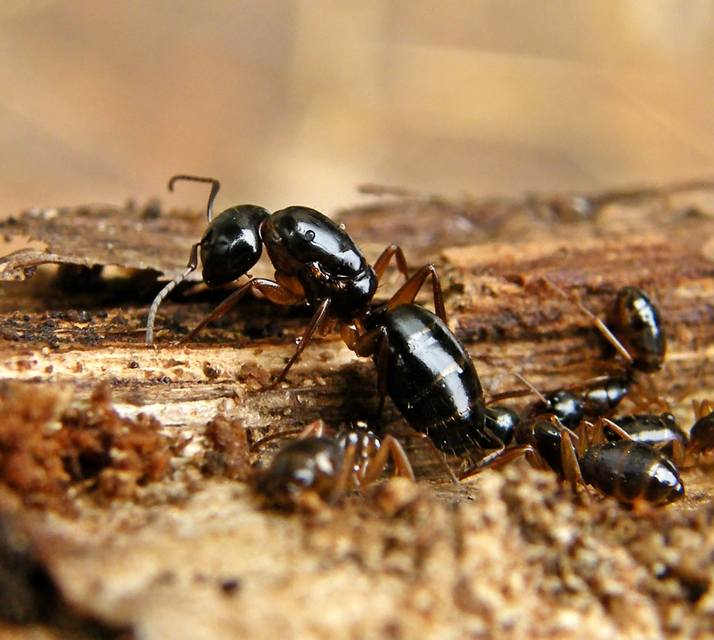 Camponotus fallax - ligeti lóhangya
