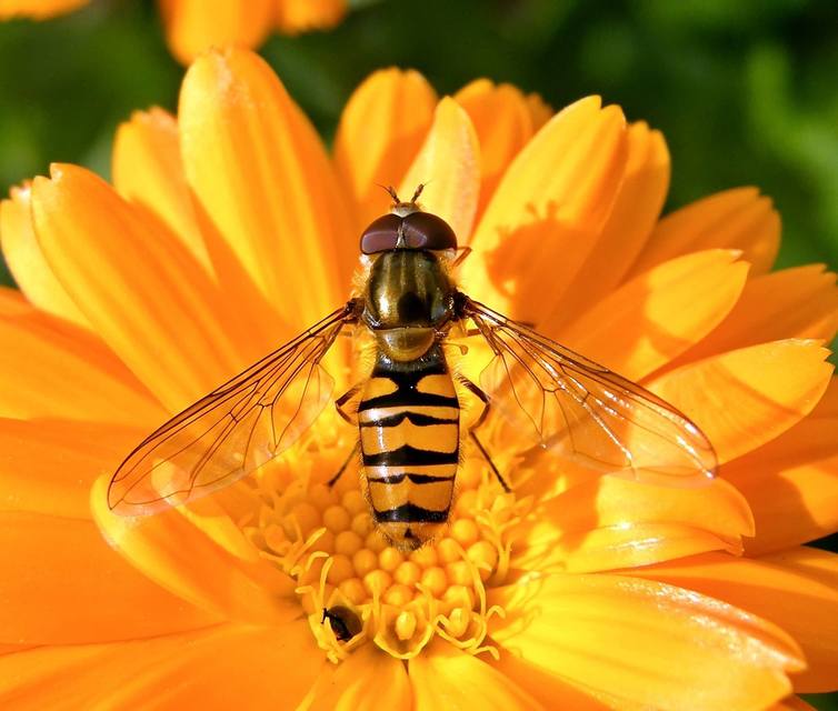 Episyrphus balteatus - ékfoltos zengőlégy