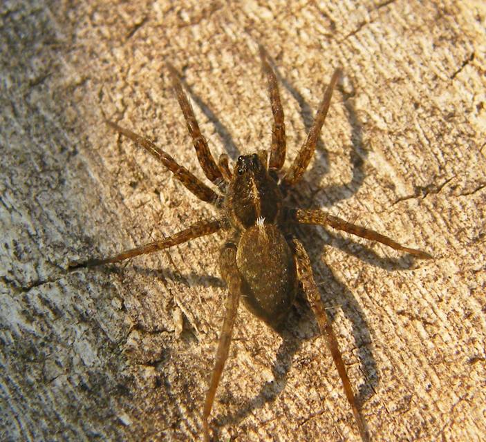 Pardosa agrestis - pusztai farkaspók