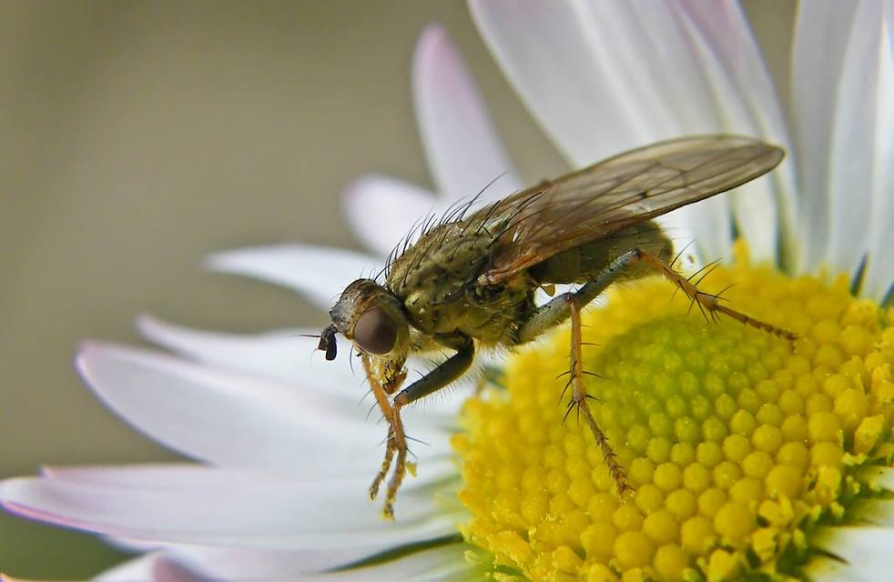 Scathophaga stercoraria - közönséges trágyalégy