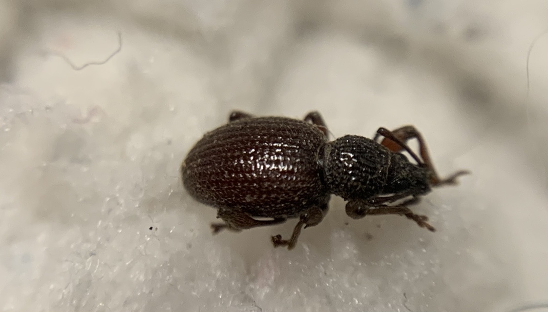 Otiorhynchus ovatus - apró gyalogormányos