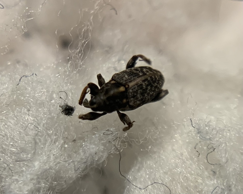 Coryssomerus capucinus - székfű-kancsalormányos