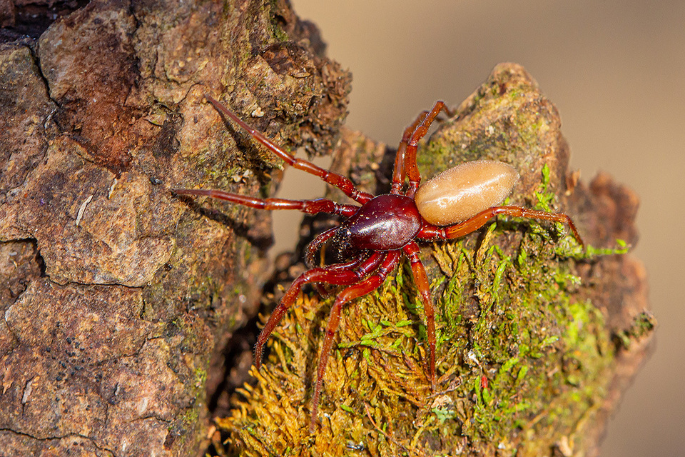Dysdera