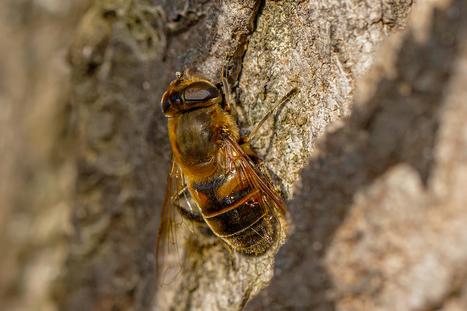 Eristalis tenax - közönséges herelégy