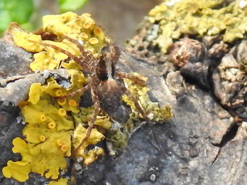 Pardosa alacris/lugubris