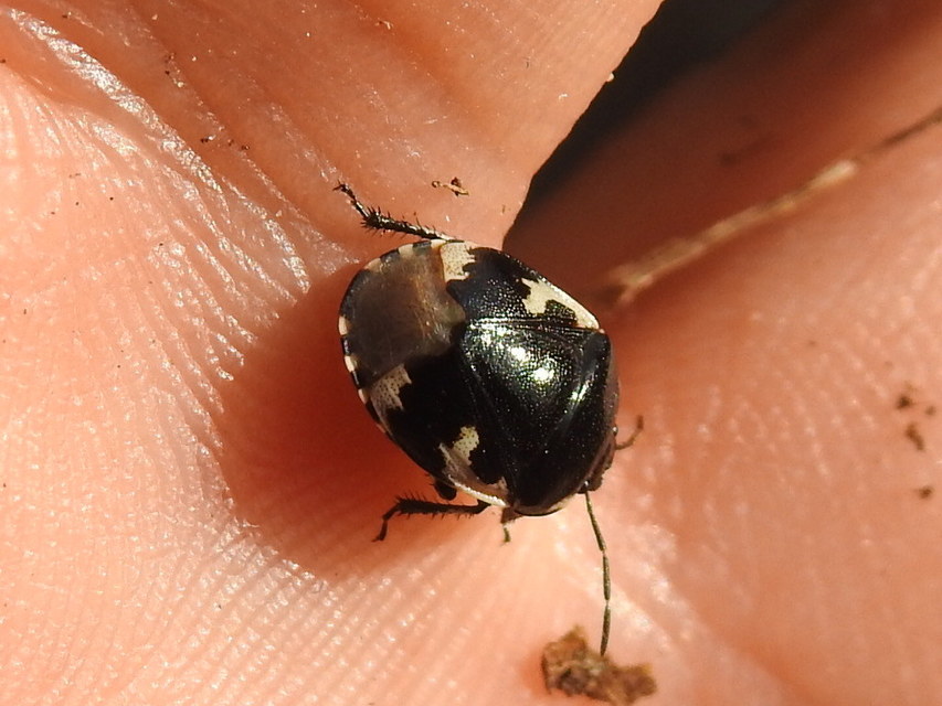 Tritomegas bicolor - foltos földipoloska