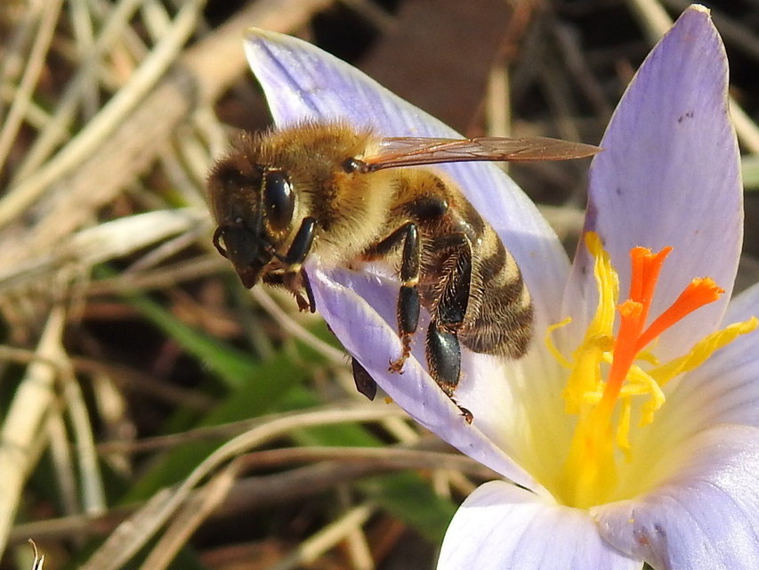 Apis mellifera - háziméh