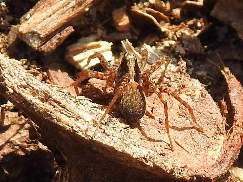 Pardosa alacris/lugubris