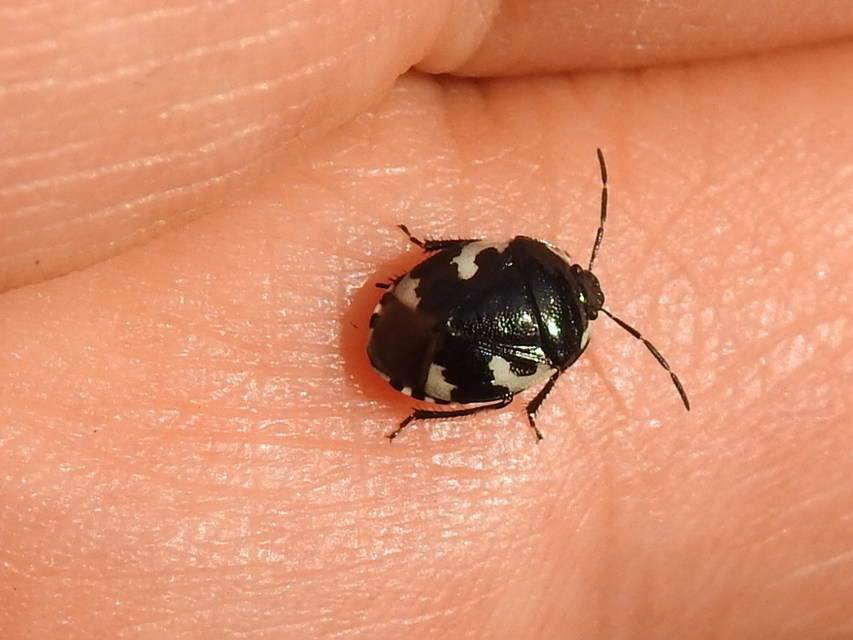Tritomegas bicolor - foltos földipoloska
