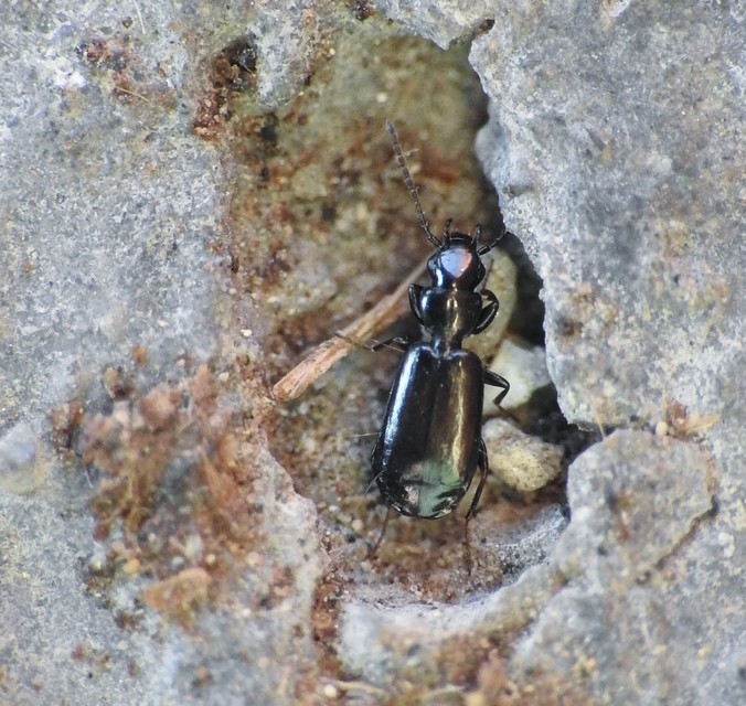 Microlestes