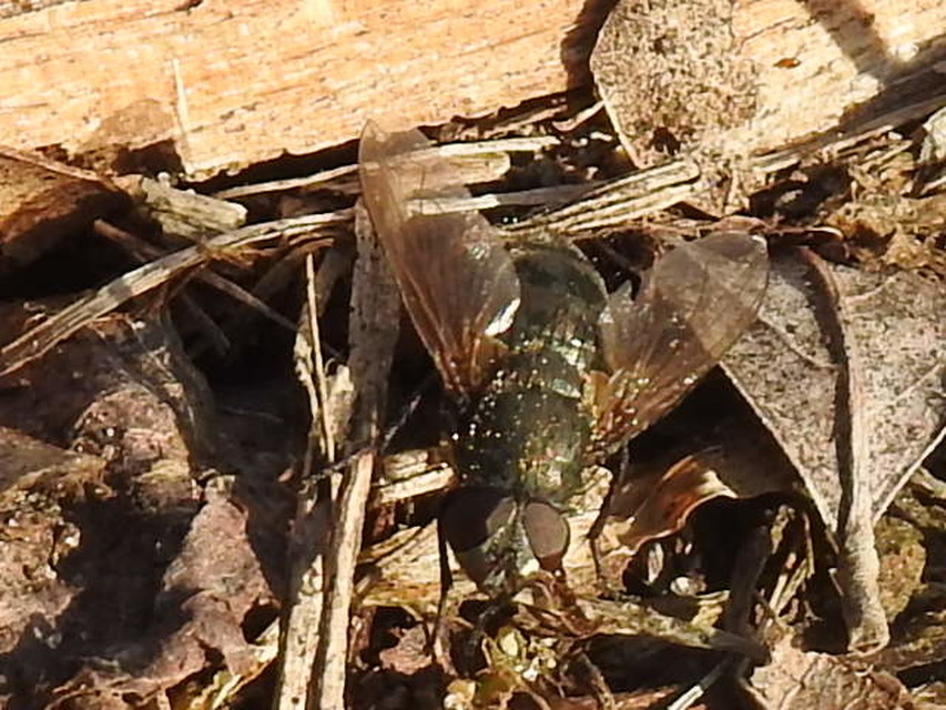 Pollenia