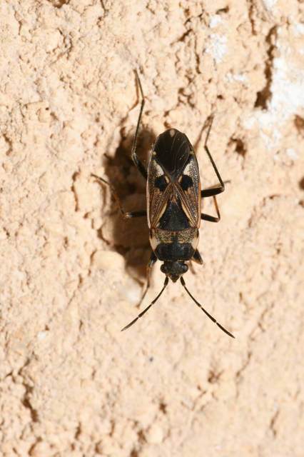 Rhyparochromus vulgaris - közönséges díszesbodobács