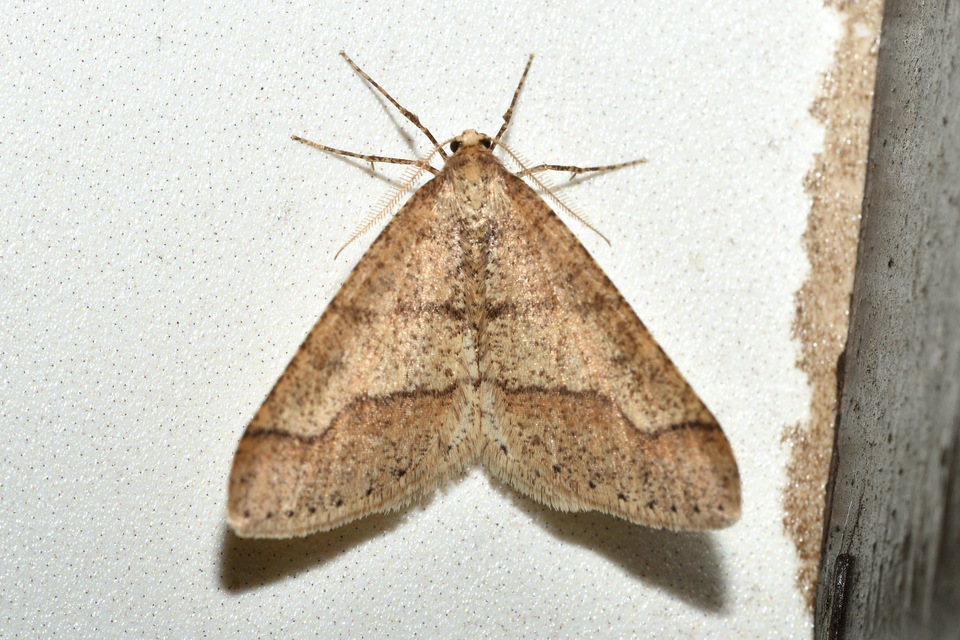 Agriopis marginaria - sárgás téliaraszoló