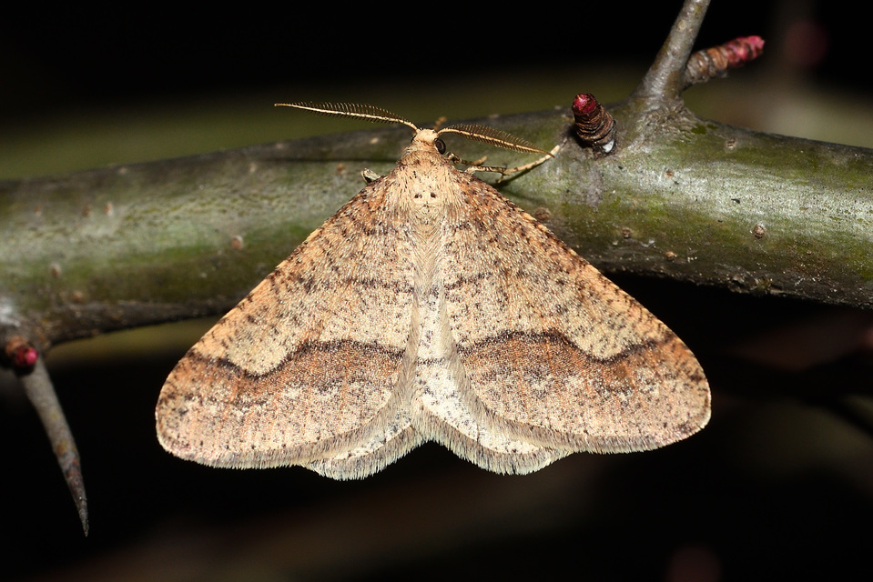 Agriopis marginaria - sárgás téliaraszoló