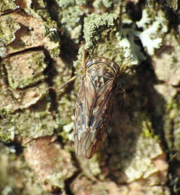 Auchenorrhyncha - Kabócák