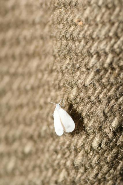 Aleyrodidae