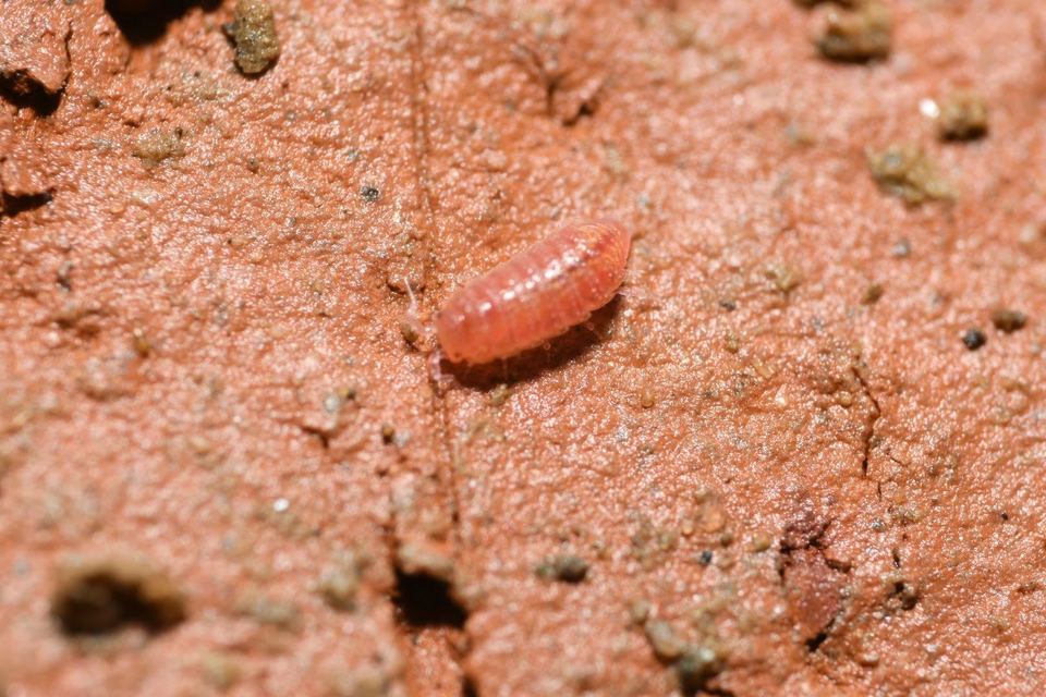 Androniscus roseus - rózsás kisászka Androniscus roseus - rózsás kisászka