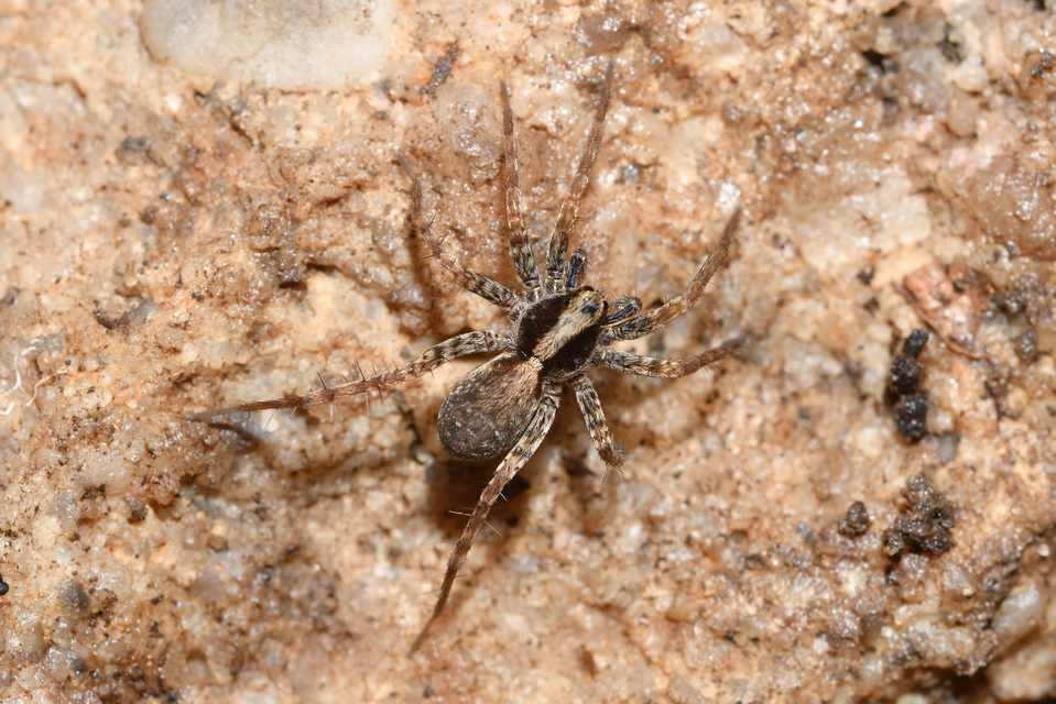 Pardosa alacris/lugubris