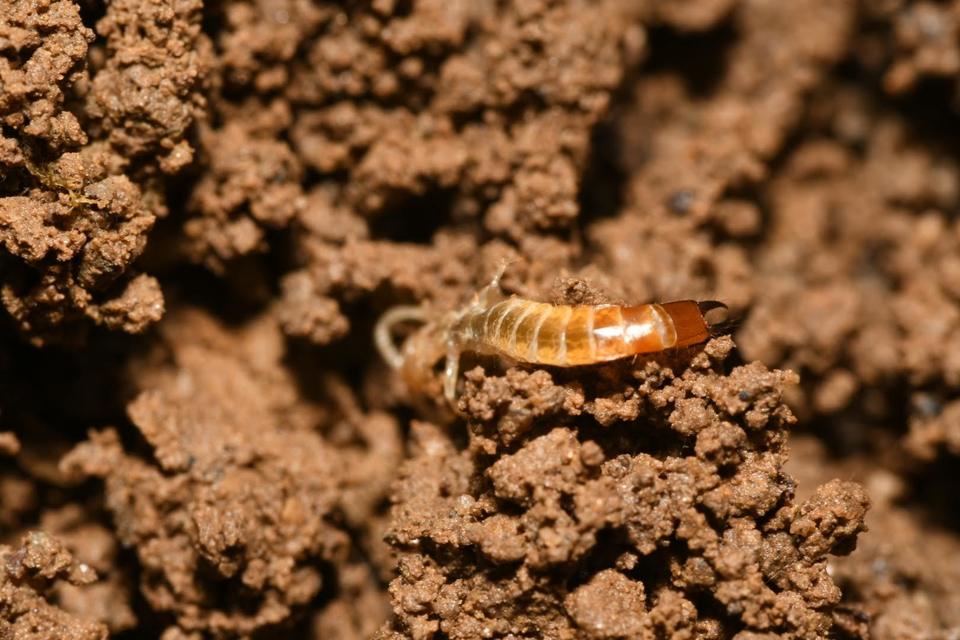 Lithobiidae