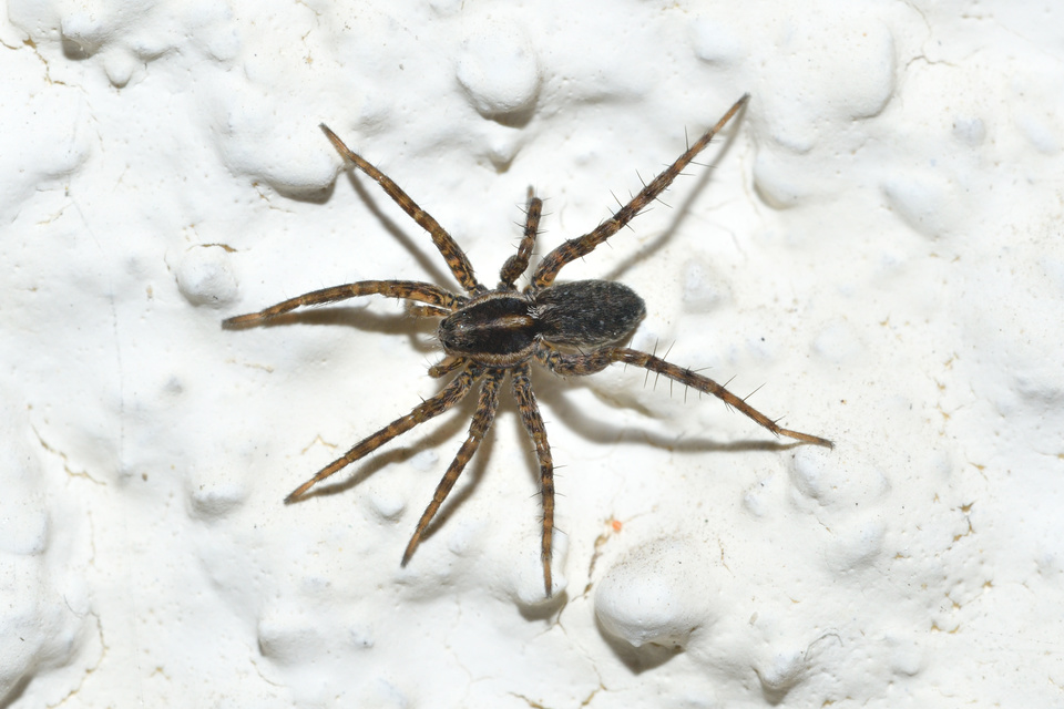 Pardosa agrestis - pusztai farkaspók