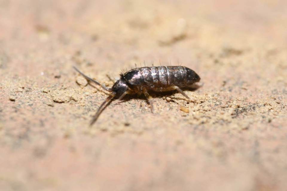 Tomoceridae