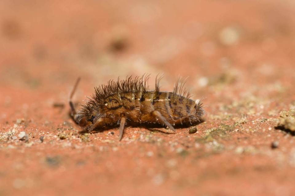 Entomobryidae