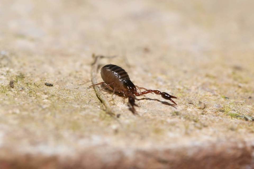 Pseudoscorpionida - Álskorpiók