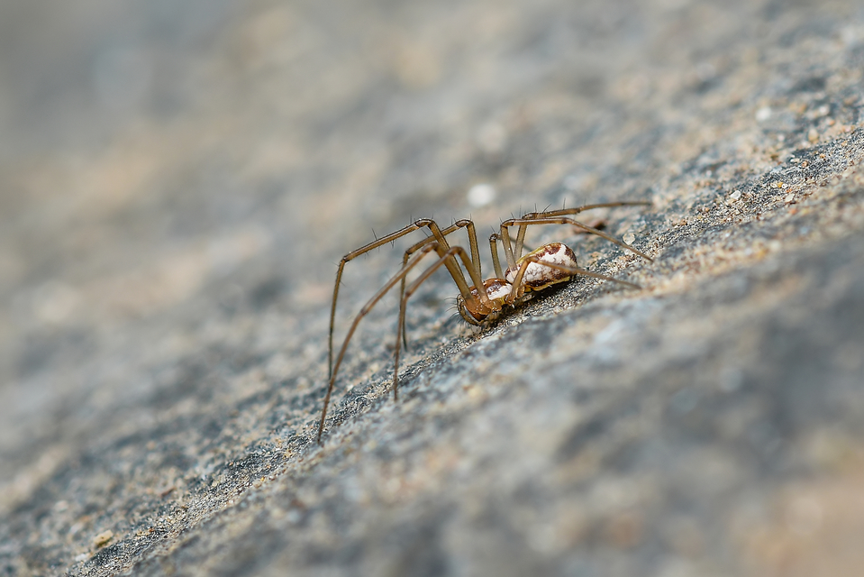 Neriene radiata - szegélyes vitorláspók