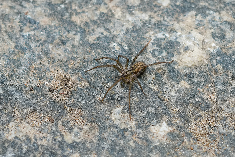 Tegenaria