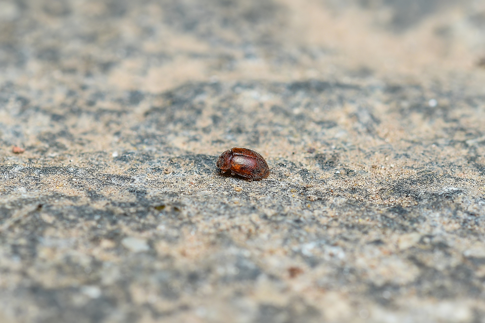 Coccidulinae