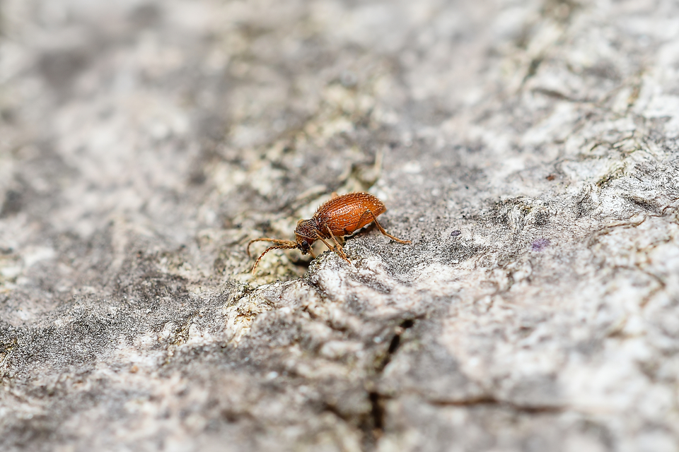 Ptinus latro - egyszínű tolvajbogár