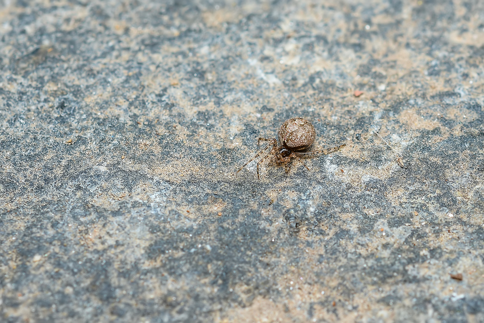 Theridion melanurum - fűrészes törpepók