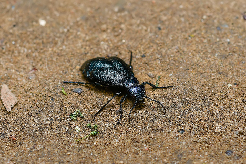 Meloe decorus - csinos nünüke