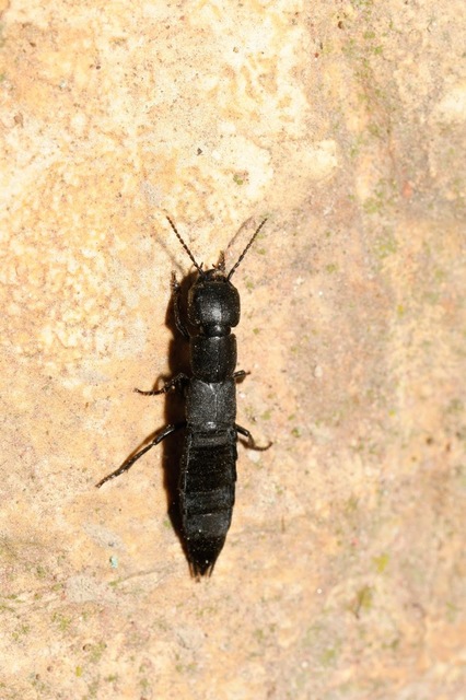 Ocypus nitens - fekete holyva