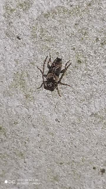 Pogonocherus hispidus - kéttövises ecsetcincér