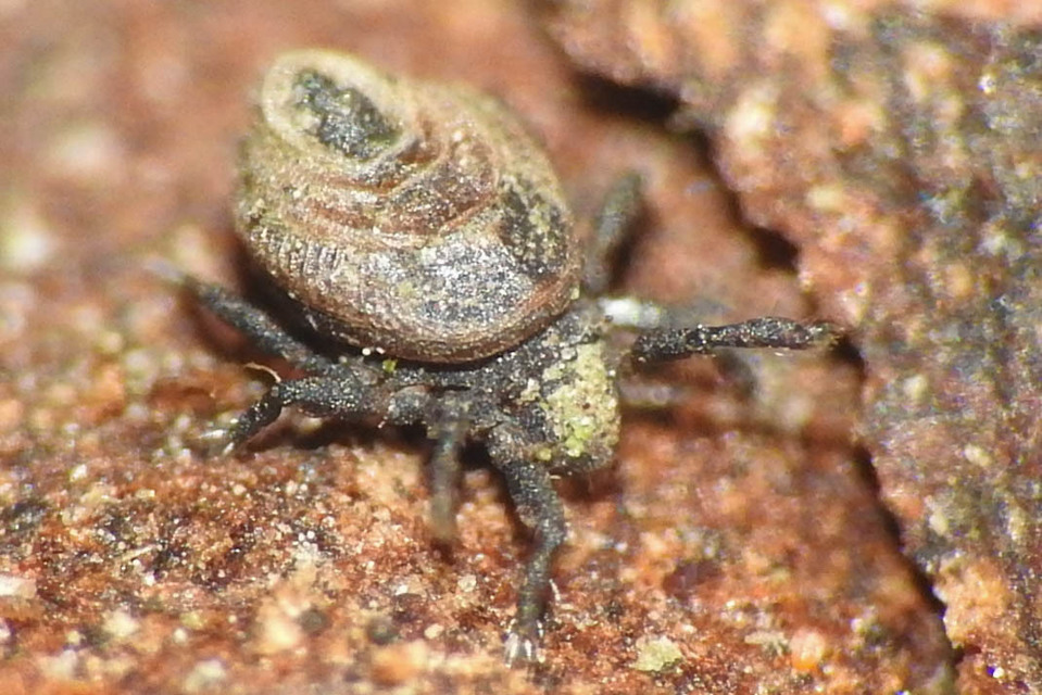 Neoliodidae