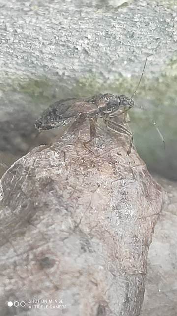 Himacerus mirmicoides - csalán-tolvajpoloska