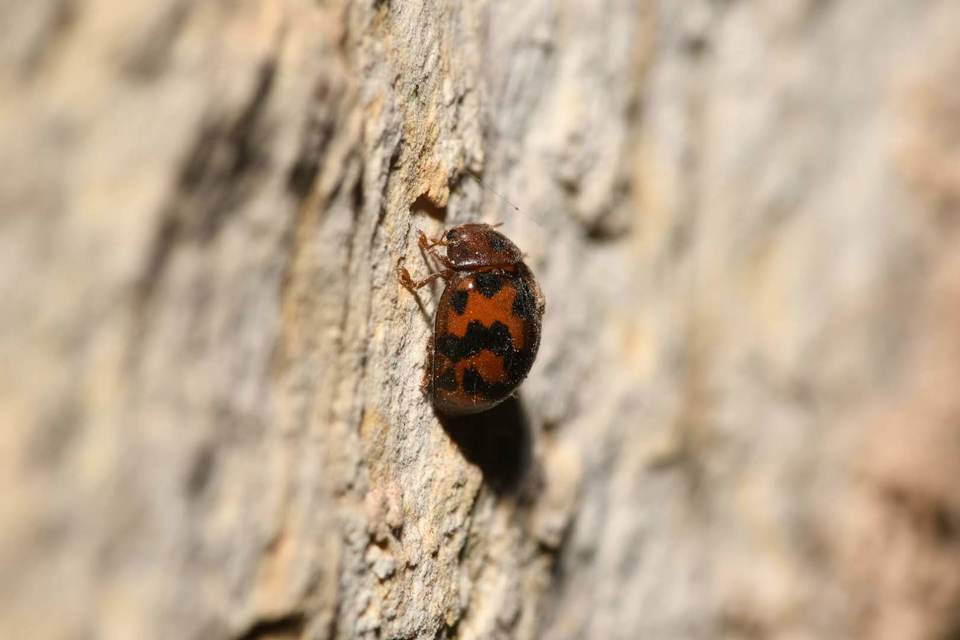 Subcoccinella vigintiquatuorpunctata - lucernaböde