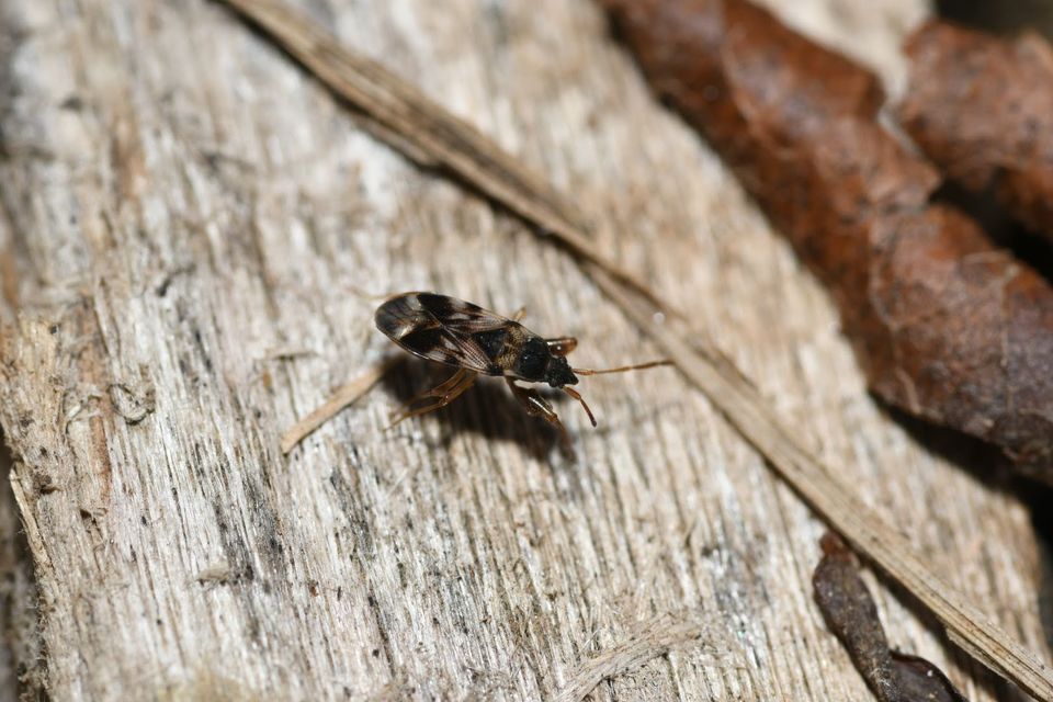 Scolopostethus Scolopostethus