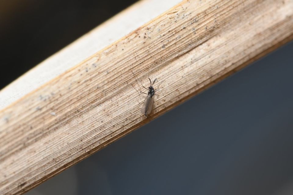 Chironomidae - árvaszúnyogok