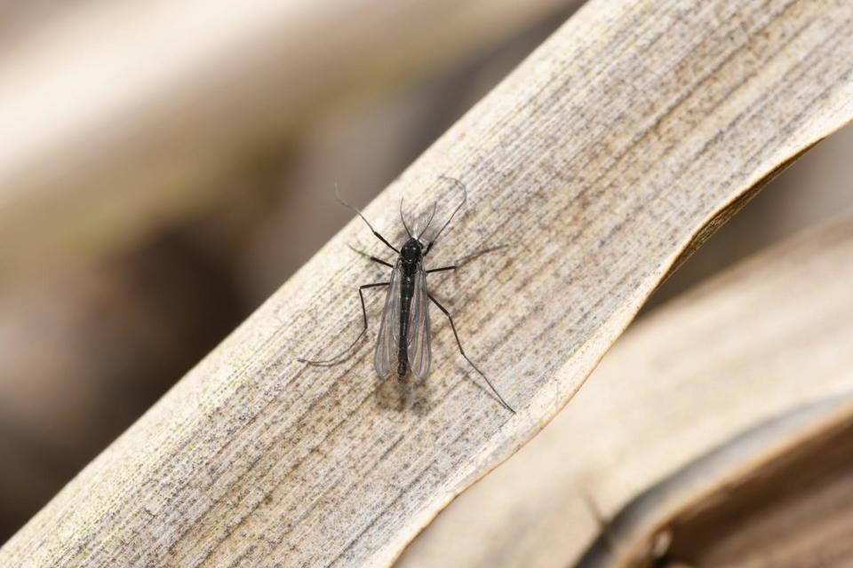 Chironomidae - árvaszúnyogok