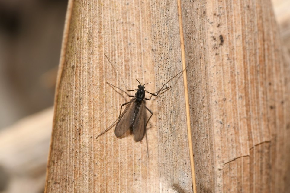 Chironomidae - árvaszúnyogok