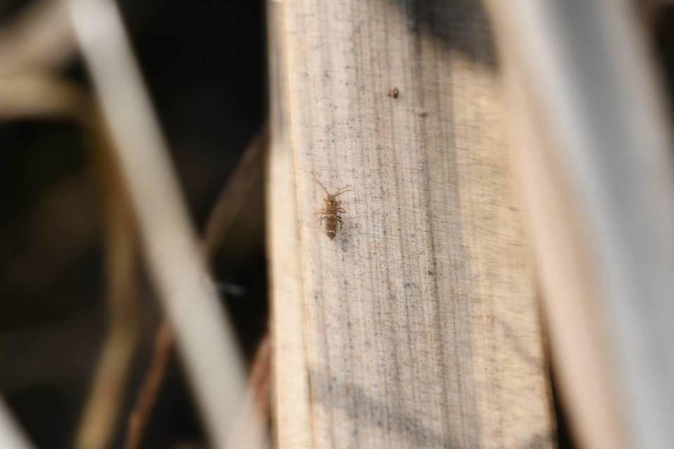 Entomobryidae
