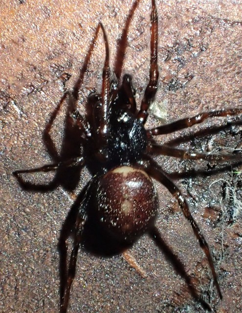Steatoda bipunctata - kétpettyes faggyúpók