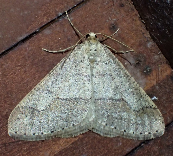 Agriopis marginaria - sárgás téliaraszoló