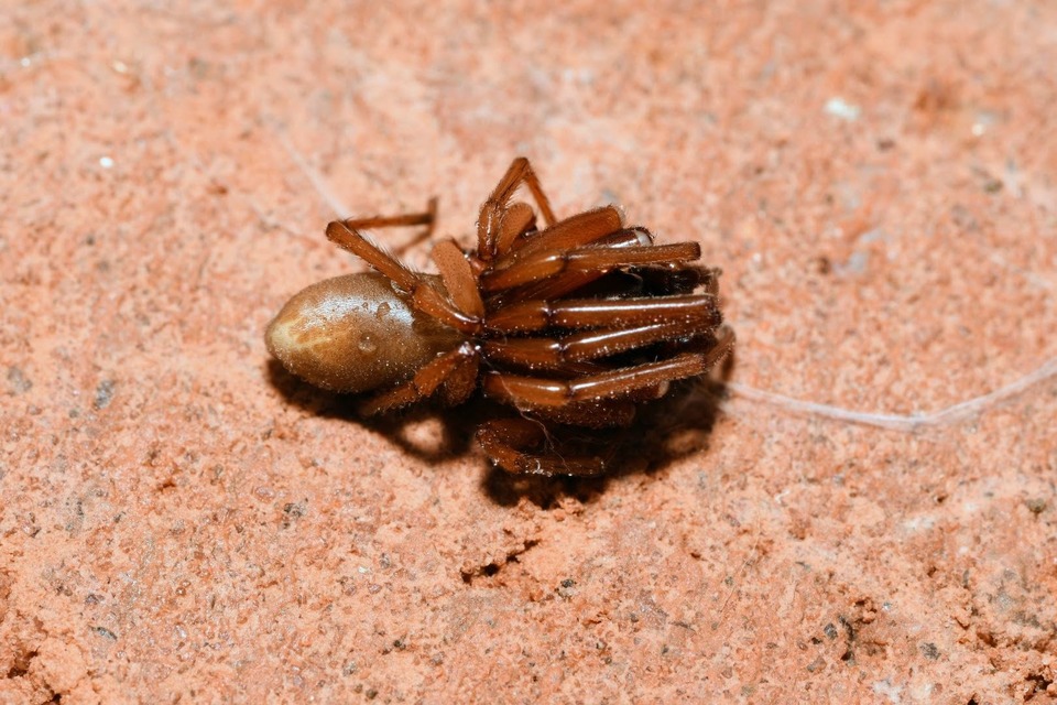 Dysderidae - fojtópókok
