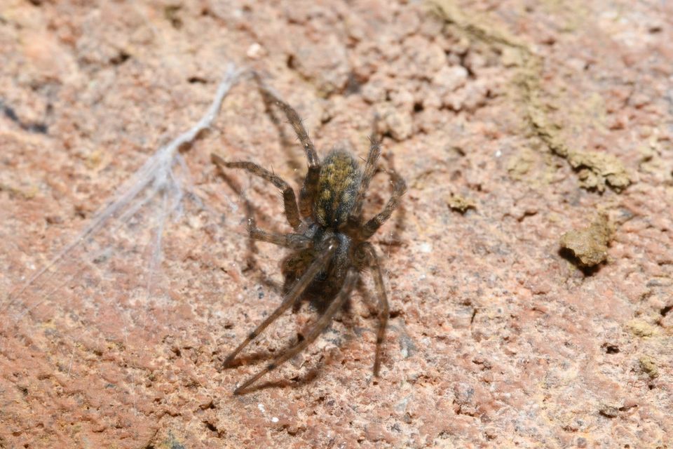 Tegenaria