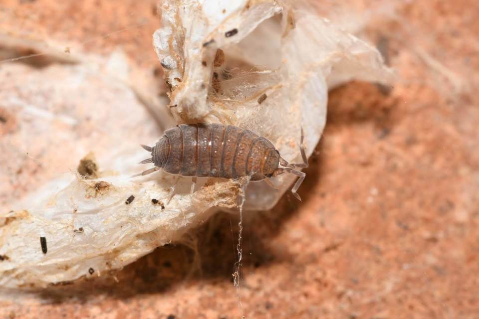 Porcellionides pruinosus - hamvas ászka Porcellionides pruinosus - hamvas ászka