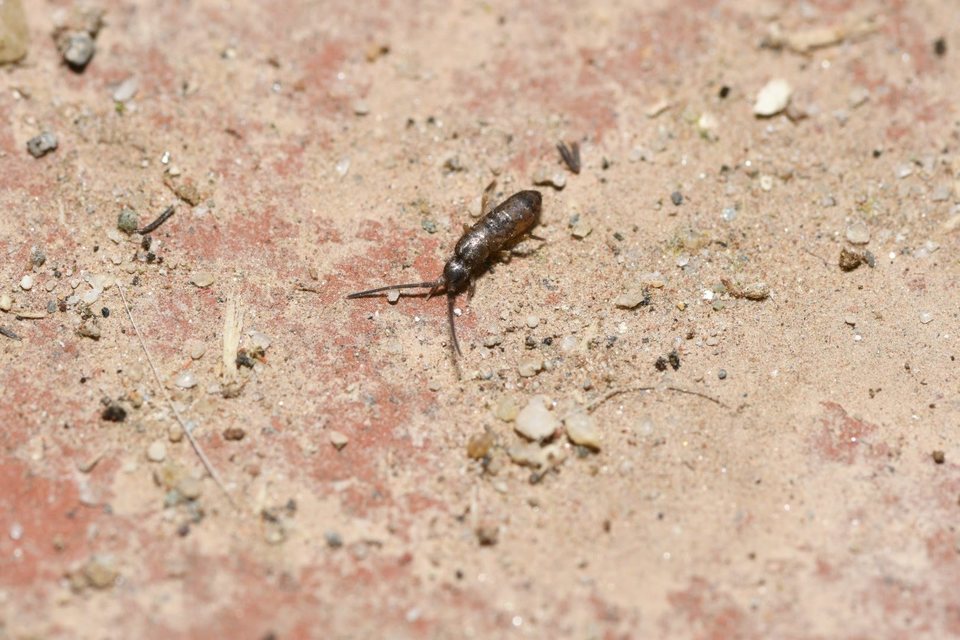 Tomoceridae
