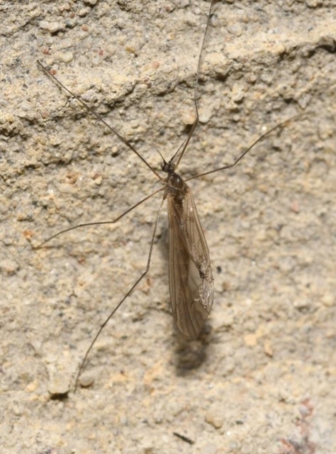 Trichocera
